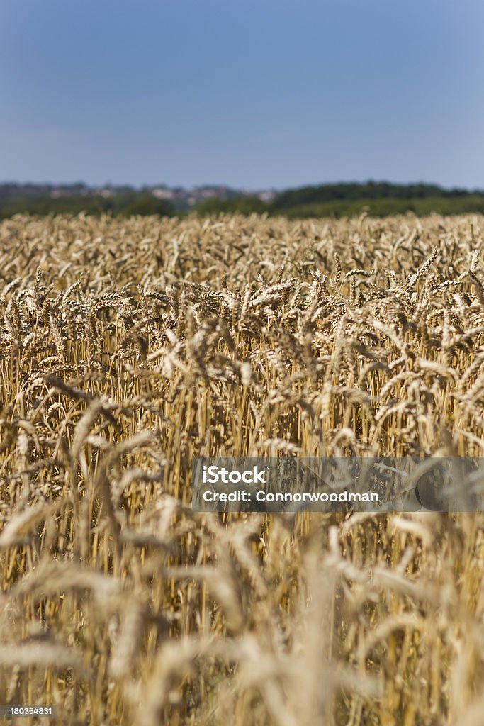 小麦のフィールド - クローズアップのロイヤリティフリーストックフォト
