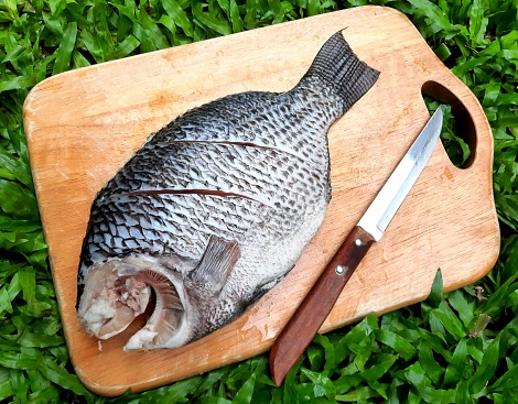 Fresh Raw Tilapia fish - food preparation.