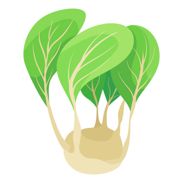ilustrações de stock, clip art, desenhos animados e ícones de kohlrabi cabbage turnip cartoon vegetable with green leaves root ripe edible plant vector flat - kohlrabi turnip kohlrabies cabbage