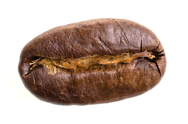 one espresso bean before white background stock photo