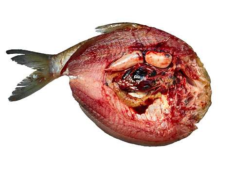 The fish is butchered, to remove impurities, and used for cooking.