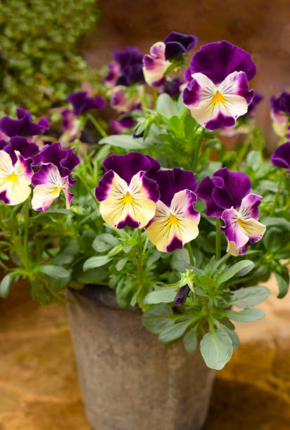 istock purple pansy flowers in a pot. 1803592426