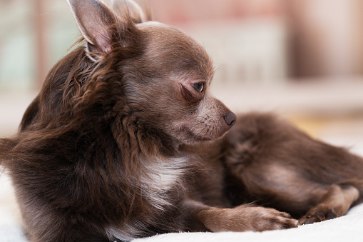 Cute Chihuahua studio portrait