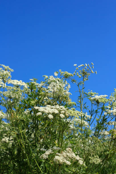 istock Long shot of white flowers 1803607384