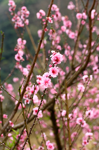 The beautiful Peach flowers on the peach trees in Chiang Mai, Thailand.