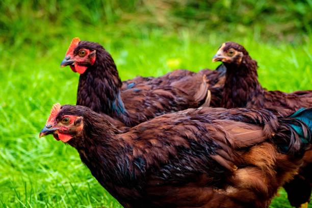 istock Group of chickens standing in a grassy area 1803609567