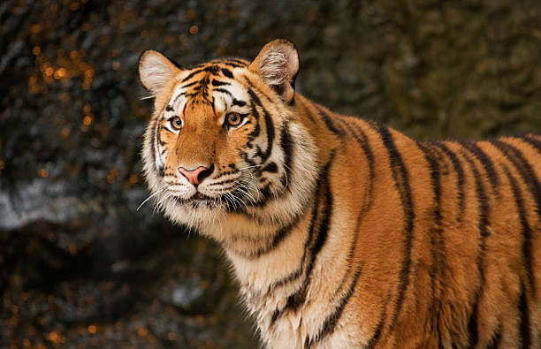 istock portrait of siberian tiger 180362282