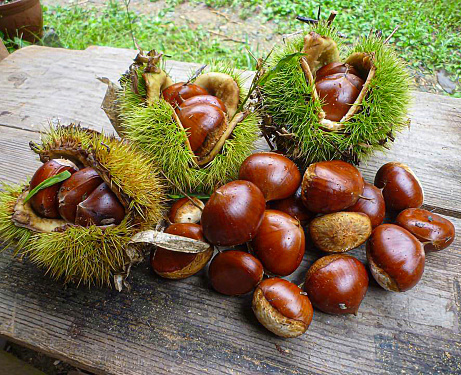 chestnut, chestnut tree, chestnut fruit, fruit, healthy food