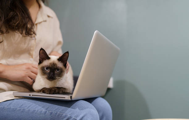 mulher trabalhando em casa com gato. gato dormindo no keybo do laptop - domestic cat computer laptop kitten - fotografias e filmes do acervo