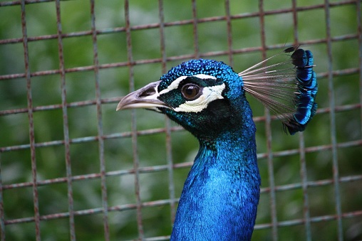 An isolated shot of an Indian peacock in a small, enclosed space