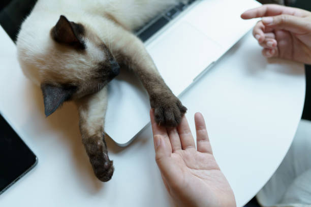 mulher que trabalha em casa com gato. gato dormindo no teclado do laptop. assistant cat working na empresa laptop - domestic cat computer laptop kitten - fotografias e filmes do acervo