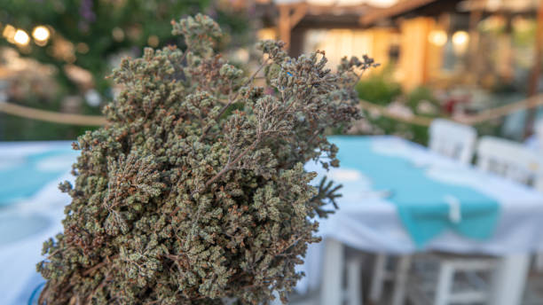 istock close-up dried Aegean thyme on blurred restaurant background 1803630446