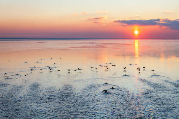 istock Sunset with flying ducks in Riga, Latvia 1803632410