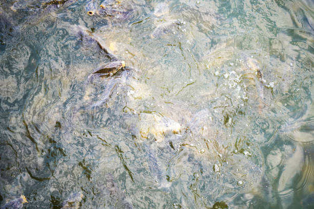 istock Carp fish at feeding in a pond with murky water 1803633271