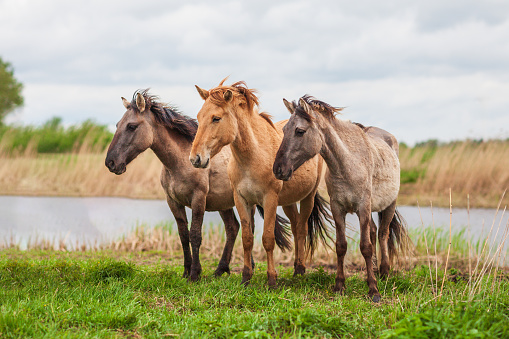 Wild horses on the meadows of river Lielupe next to the city of Jelgava