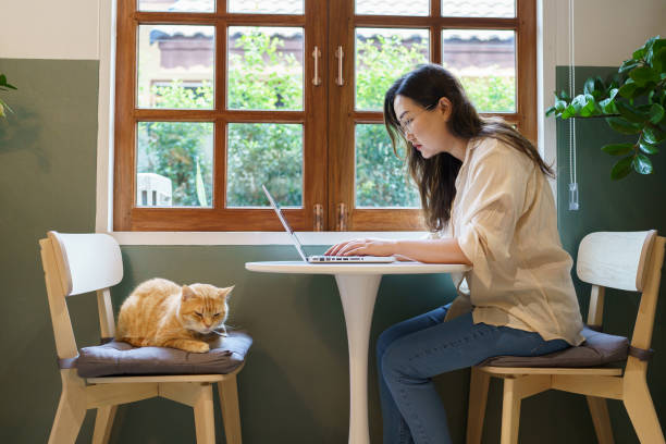 mulher que trabalha em casa com gato. gato dormindo no teclado do laptop. assistant cat working na empresa laptop - domestic cat computer laptop kitten - fotografias e filmes do acervo