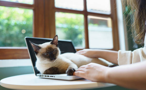 женщина, работающая из дома с кошкой. кошка спит на клавиатуре ноутбука. помощник кота, работающий на ноутбуке - domestic cat computer laptop kitten стоковые фото и изображения