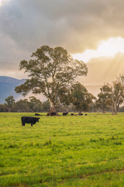 istock Cows grazing on a dairy farm in rural Victoria 1803639578