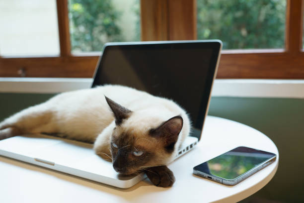istock Cat on laptop working from home with cat. cat asleep on laptop keyboard assistant cat working at Laptop. 1803640796