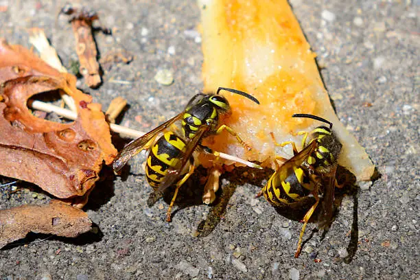 Yellow-Jackets eating fried chicken food waste.