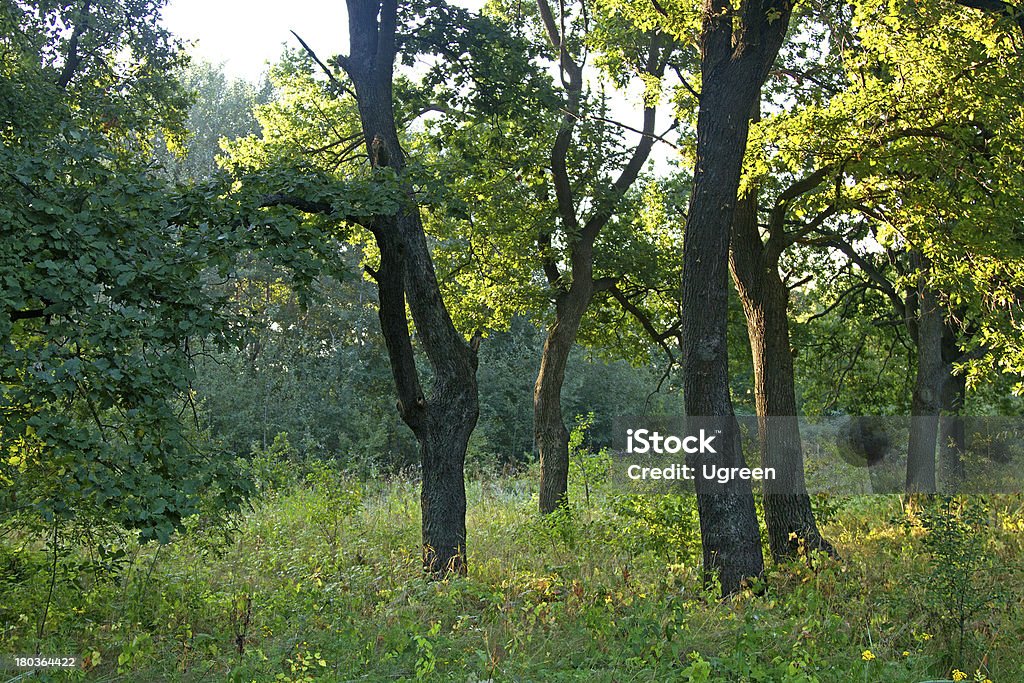 oak grove - Foto stock royalty-free di Alba - Crepuscolo