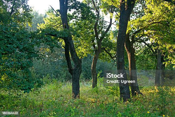 Oak Grove 0명에 대한 스톡 사진 및 기타 이미지 - 0명, 경관, 고요한 장면