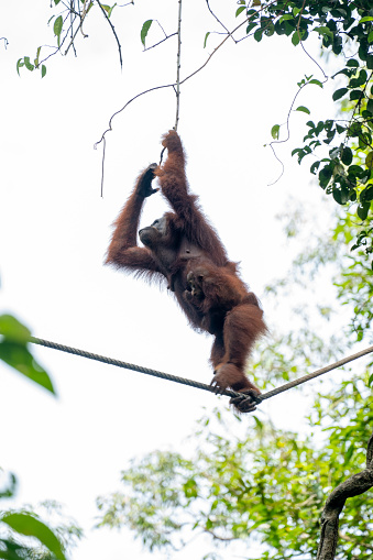 A female orangutan walking on a rope between trees, carrying her baby around her belly, in a Malaysian tropical forest.