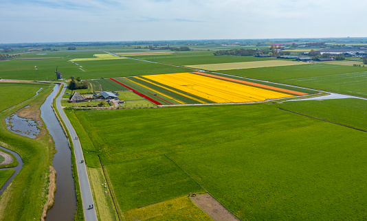 Colourful tulip fields in a typical Dutch setting with a windmill on a dyke and cows in the background.Drone shot.