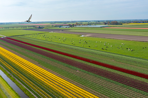 Colourful tulip field in a typical Dutch setting with a windmills on a dyke and cows in the foreground. Drone shot.