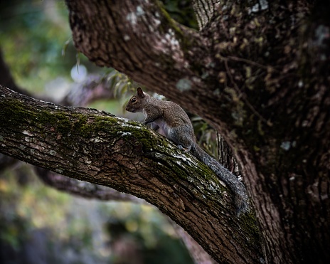 A grey squirrel on a branch in a tree, looking out into the environment with its head raised
