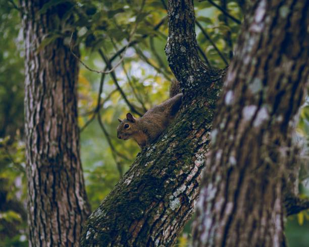 Squirrel in the garden