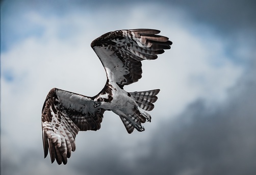 An osprey soaring through the air, its wingspan stretched wide as it catches a thermal updraft