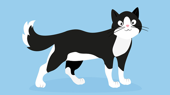 Cute black and white cat cartoon vector illustration. Isolated on blue background.