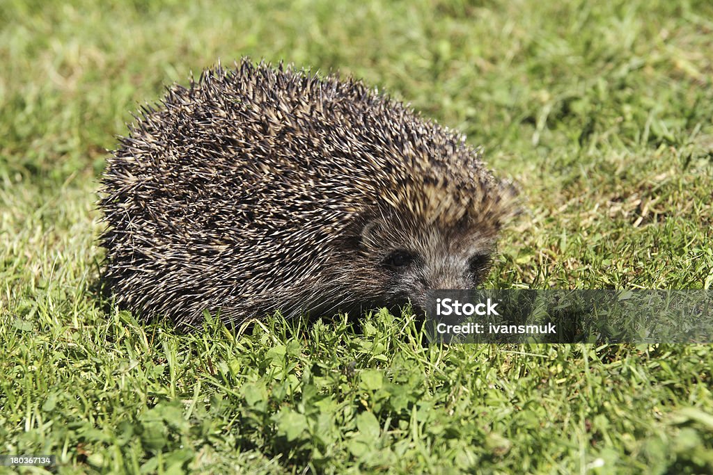 Hérisson - Photo de Animaux à l'état sauvage libre de droits