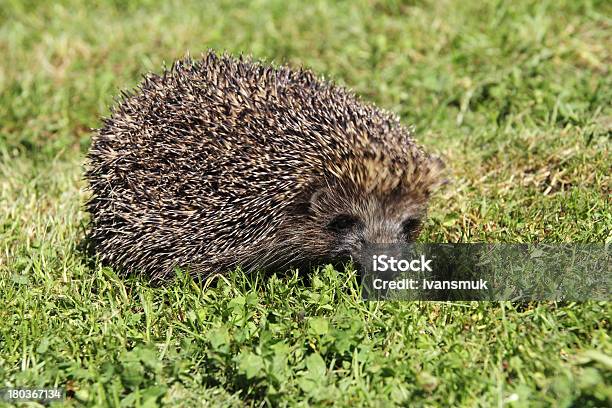 Riccio - Fotografie stock e altre immagini di Aculeo - Aculeo, Affilato, Animale