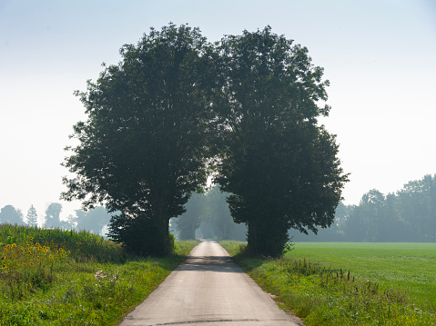 Empty Road with trees  in area of Twente in dutch province of Overijssel between Enschede and Oldenzaal