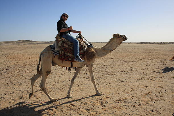with camel in the desert stock photo