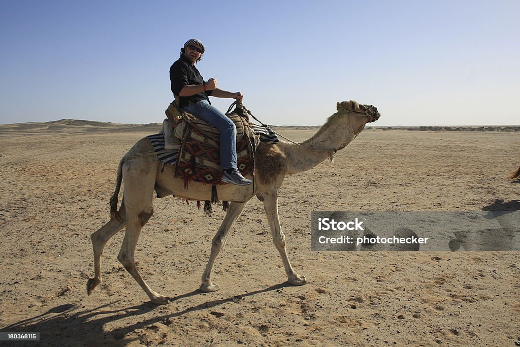 Com camelos no deserto - Foto de stock de Camelo - Camelídeos royalty-free