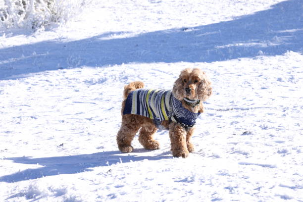 istock English Cocker Spaniel in snow 1803687114