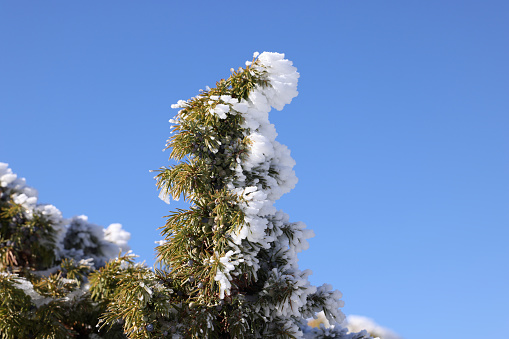 A pine tree branch is covered in freshly fallen snow in Iowa, days after Christmas.