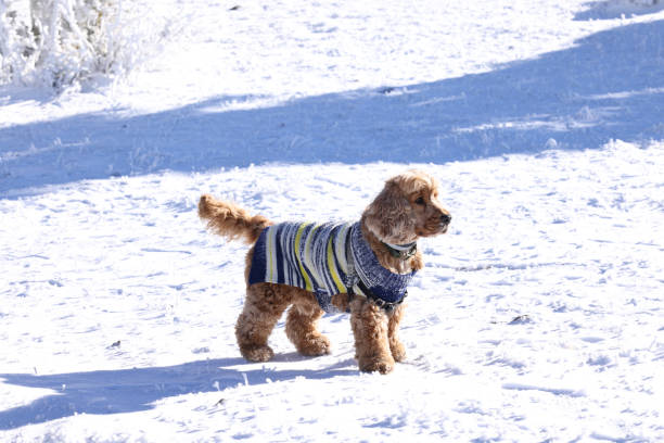 istock English Cocker Spaniel in snow 1803687434