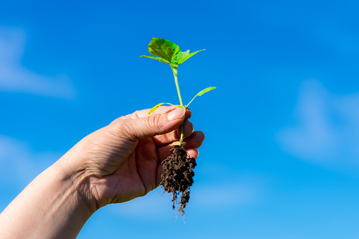 Weed is removing from field by hand pulling. Uprooted weed plant in farmer's hand on blurry blue sky