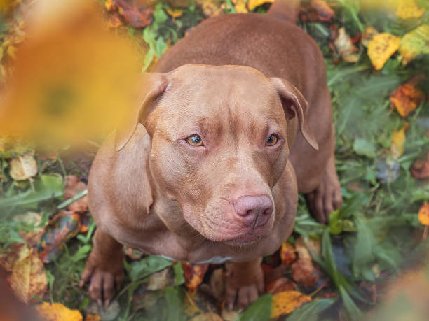 istock Cute dog sits near a tree. Sunny day 1803698253