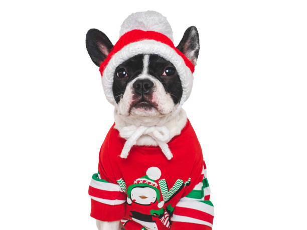 istock Lovable puppy and knitted sweater with Christmas patterns 1803710334