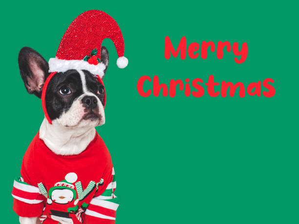 istock Merry Christmas. Lovable puppy and warm, knitted sweater 1803712059