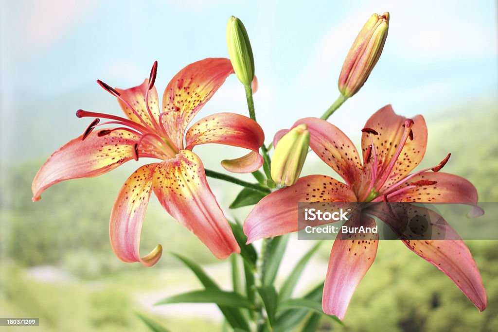 Kwiat Lilia - Zbiór zdjęć royalty-free (Bez ludzi)