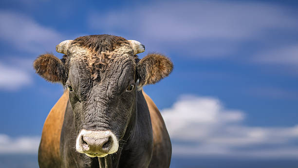istock Bull or cow, blue sky and clouds. High definition image. 180371231