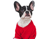 Lovable puppy and knitted sweater. Close up