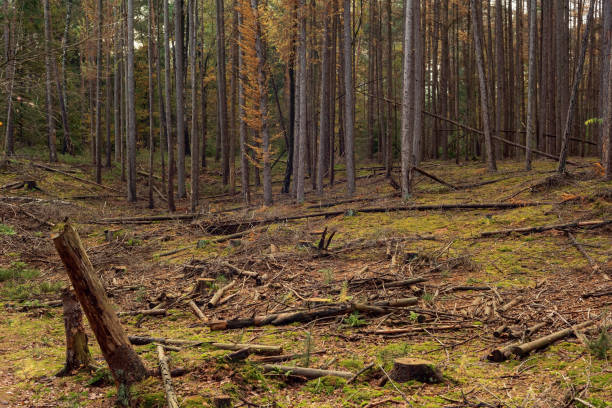 istock Autumn pine forest with mossy ground and some chopped wood. 1803719616