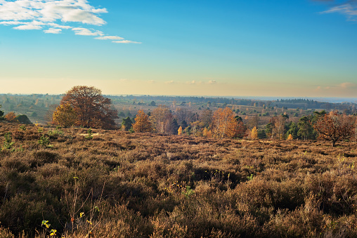 Rolling heathland with some trees in autumn under a blue sky with some clouds.